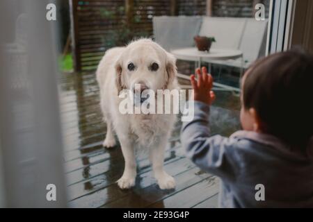 Cane in piedi sul patio Foto Stock