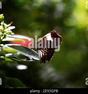 Farfalla di corvo di Magpie su una foglia verde Foto Stock