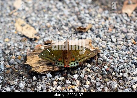 Farfalla verde barone Foto Stock