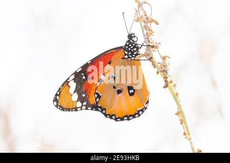 Fuoco selettivo di una bella farfalla Danaus chrysippus su un bastone Foto Stock
