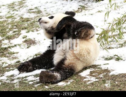 Berlino, Germania. 01 Feb 2021. Tiergarten: Uno dei cuccioli di panda gioca nella neve nello zoo di Berlino. (Foto di Simone Kuhlmey/Pacific Press) Credit: Pacific Press Media Production Corp./Alamy Live News Foto Stock