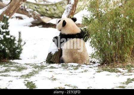 Berlino, Germania. 01 Feb 2021. Tiergarten: Uno dei cuccioli di panda gioca nella neve nello zoo di Berlino. (Foto di Simone Kuhlmey/Pacific Press) Credit: Pacific Press Media Production Corp./Alamy Live News Foto Stock