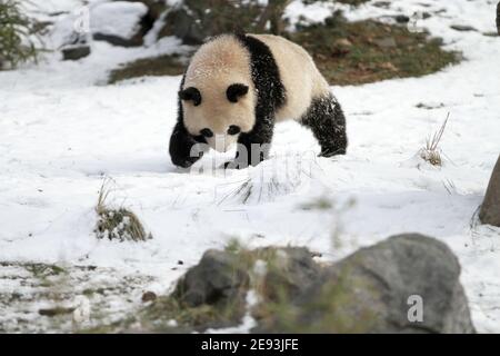 Berlino, Germania. 01 Feb 2021. Tiergarten: Uno dei cuccioli di panda gioca nella neve nello zoo di Berlino. (Foto di Simone Kuhlmey/Pacific Press) Credit: Pacific Press Media Production Corp./Alamy Live News Foto Stock