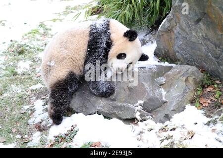 Berlino, Germania. 01 Feb 2021. Tiergarten: Uno dei cuccioli di panda gioca nella neve nello zoo di Berlino. (Foto di Simone Kuhlmey/Pacific Press) Credit: Pacific Press Media Production Corp./Alamy Live News Foto Stock