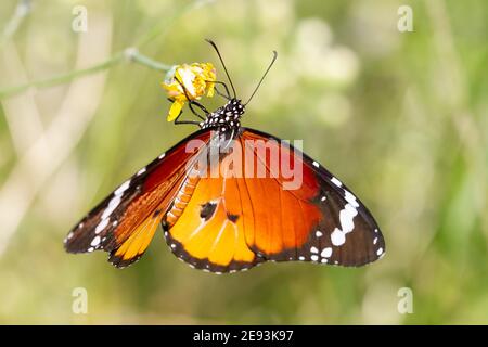 Fuoco selettivo di una bella farfalla Danaus chrysippus Foto Stock