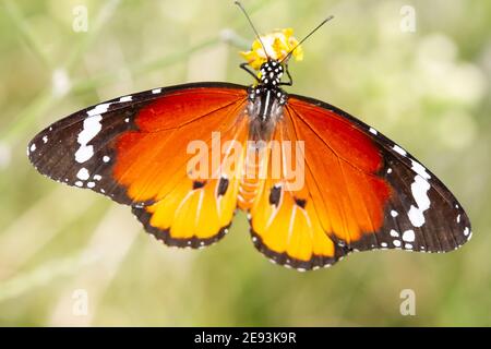 Fuoco selettivo di una bella farfalla Danaus chrysippus Foto Stock