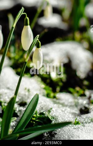 Nevicate fresche in mezzo al muschio nel giardino durante mezzogiorno e. coperto dalla luce solare Foto Stock