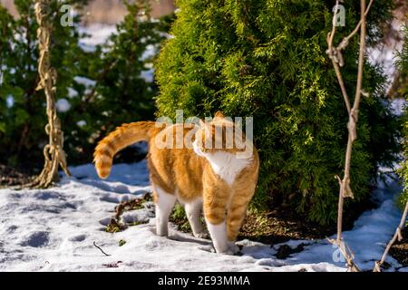 Ginger capelli gatto che sperimenta la prima neve Foto Stock