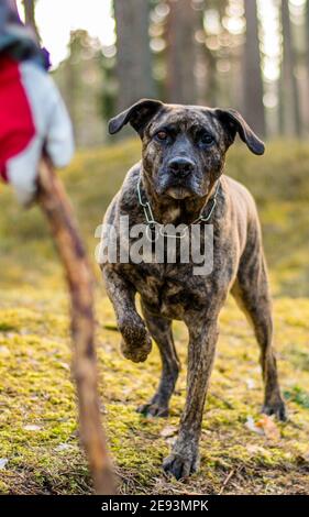 Pitbull in una foresta durante il gioco primaverile Foto Stock