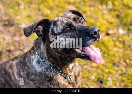 Pitbull in una foresta durante il gioco primaverile Foto Stock