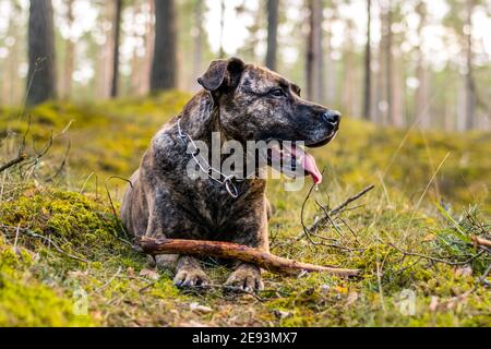 Pitbull in una foresta durante il gioco primaverile Foto Stock
