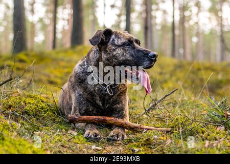 Pitbull in una foresta durante il gioco primaverile Foto Stock