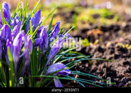 Croci violacei dopo mattina gelata ricoperti di gocce d'acqua Foto Stock