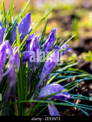 Croci violacei dopo mattina gelata ricoperti di gocce d'acqua Foto Stock