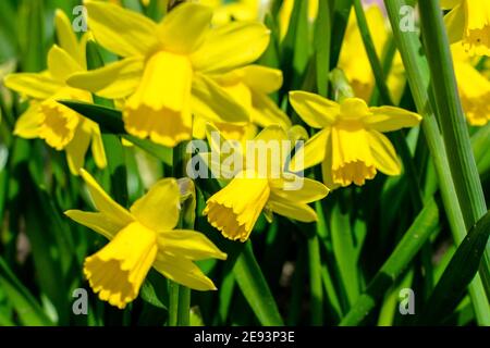 Yellow Daffodils in un giardino durante la primavera Foto Stock