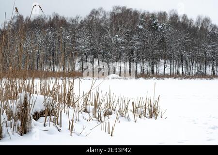 Lago ghiacciato, con abeti e canne ricoperte di neve nella foresta Foto Stock