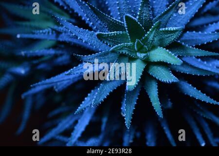 Vista dall'alto della pianta succulenta haworthia in blu su nero sfondo Foto Stock