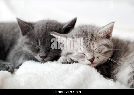 Coppia gattini felici dormire rilassarsi insieme. Famiglia gattino innamorato. Adorabili nasi di gattino per San Valentino. Accogliente animale domestico dormire comodamente Foto Stock