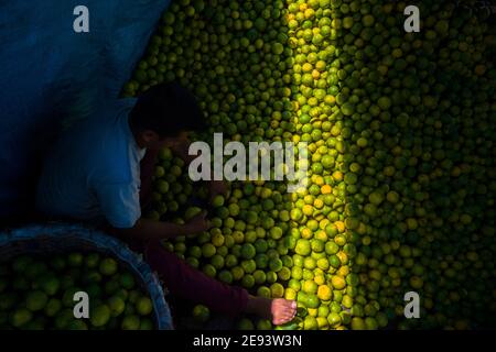 Un lavoratore colombiano carica arance verdi (per la spremitura) in cestini all'interno di un camion parcheggiato in un mercato della frutta a Barranquilla, Colombia. Foto Stock