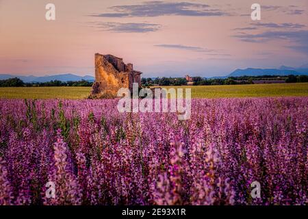 Provenza, campo di lavanda al tramonto, Valensole Plateau Provenza Francia fiorire campi di lavanda. Europa Foto Stock