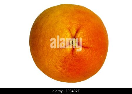 Primo piano di pompelmo su sfondo bianco isolato. Agrumi arancio brillante, fresco umore estivo. Foto a stock vuota per il tuo progetto. Foto Stock