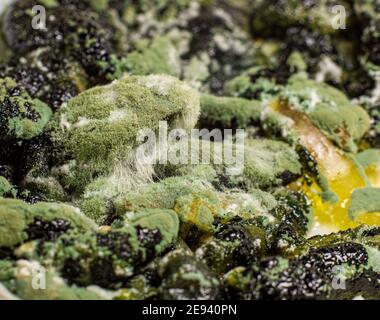 Macro primo piano stampo. Fungo ammuffito su cibo. Le spore soffici si modellano come sfondo o texture. Muffa fungo. Sfondo astratto con spazio di copia Foto Stock