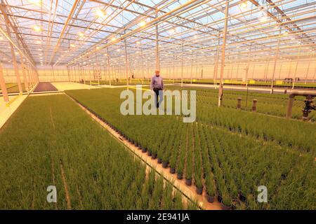 28 gennaio 2021, Sassonia-Anhalt, Osterweddingen: Il direttore dello stabilimento Jos Hovwen della WIMEX GmbH "Bördegarten" controlla gli impianti di produzione di erba cipollina. La serra di sette ettari nel sud di Magdeburgo produce attualmente 2.5 milioni di erbe all'anno in cinque diverse varietà. Tra qualche settimana, si aggiungeranno cetrioli e fragole. 12 dipendenti lavorano nell'enorme sala. Una centrale elettrica e termica interna genera l'energia per la luce, l'elettricità e le apparecchiature basate su computer. Nel 2018 la WIMEX GmbH Köthen acquistò la serra dall'insolvenza di una società olandese. Foto: Peter Gercke/dpa-Zentralbild/ZB Foto Stock