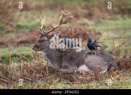 Cervi godendo la partnership di Jackdaws mangiare insetti indesiderati Foto Stock