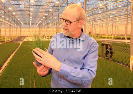 28 gennaio 2021, Sassonia-Anhalt, Osterweddingen: Il direttore dello stabilimento Jos Hovwen della WIMEX GmbH "Bördegarten" controlla gli impianti di produzione di erba cipollina. La serra di sette ettari nel sud di Magdeburgo produce attualmente 2.5 milioni di erbe all'anno in cinque diverse varietà. Tra qualche settimana, si aggiungeranno cetrioli e fragole. 12 dipendenti lavorano nell'enorme sala. Una centrale elettrica e termica interna genera l'energia per la luce, l'elettricità e le apparecchiature basate su computer. Nel 2018 la WIMEX GmbH Köthen acquistò la serra dall'insolvenza di una società olandese. Foto: Peter Gercke/dpa-Zentralbild/ZB Foto Stock