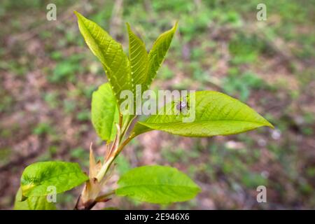 Primo piano del cane americano tick in attesa su foglia di pianta in natura. Questi aracnidi un più attivo in primavera e possono essere carriere della malattia di Lyme o encefalali Foto Stock