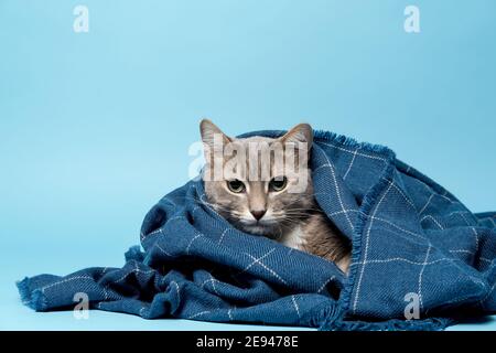 Cat avvolto in una coperta calda, guardando seriamente nella telecamera. Spazio di copia. Sfondo blu. Foto Stock