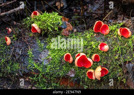 Funghi scarlatto della tazza dell'elfo (Sarcoscopypha austriaca) su un palo di ceppo in inverno, Regno Unito. Coppette scarlatto. Foto Stock