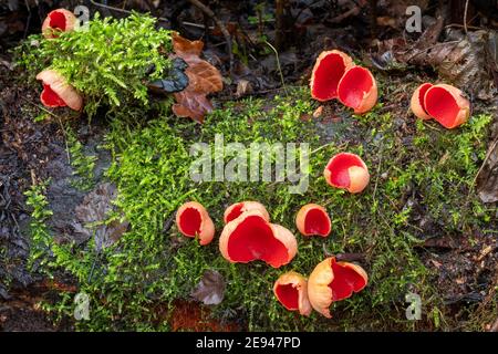 Funghi scarlatto della tazza dell'elfo (Sarcoscopypha austriaca) su un palo di ceppo in inverno, Regno Unito. Coppette scarlatto. Foto Stock