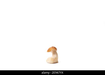 Boletus Edulis isolato su fondo bianco. Funghi commestibili crudi. Nessuno Foto Stock