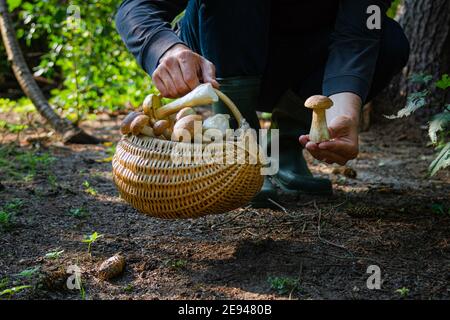 Mano che tiene Boltetus edulis vicino al cesto pieno di vimini di funghi nella foresta. Stagione di raccolta dei funghi nei boschi in autunno. Foto Stock