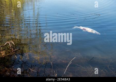 Pesci morti galleggiano alla superficie dell'acqua in questo canale inquinato Foto Stock