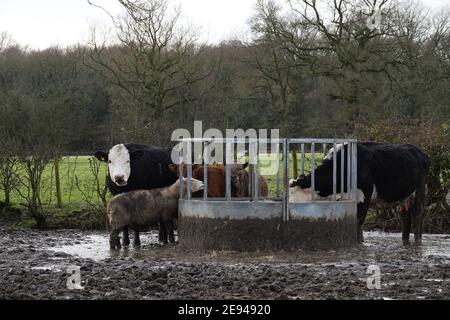 Bestiame che si nutrono con i loro polpacci in un campo molto fangoso in inverno Foto Stock