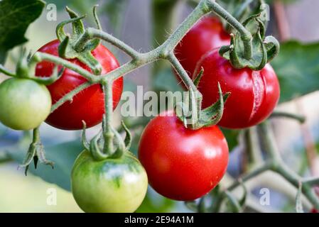 Spaccare il pomodoro causato da annaffiatura irregolare Foto Stock