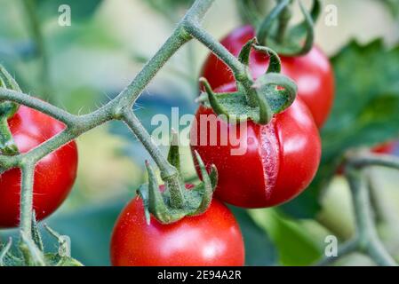 Spaccare il pomodoro causato da annaffiatura irregolare Foto Stock