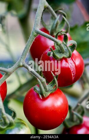 Spaccare il pomodoro causato da annaffiatura irregolare Foto Stock