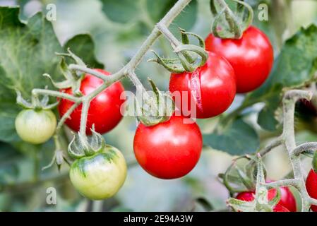 Spaccare il pomodoro causato da annaffiatura irregolare Foto Stock