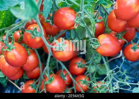 Britains colazione pomodori affetti da greenback Foto Stock