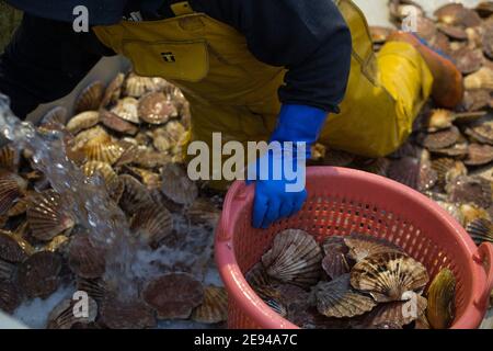 Personale di Loch Fyne Seafarms, smistamento di capesante, aragoste e lagostine, per la spedizione a clienti nel Regno Unito, in Europa e in Asia, a Tarbert, Argyllshire, Scozia, Regno Unito, 11 dicembre 2020. Il proprietario Jamie McMillan teme che la Brexit possa causare indicibili difficoltà e complicazioni per le sue attività di esportazione di prodotti vivi. Foto Stock