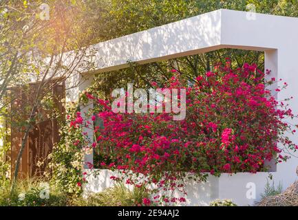 Bougainvillea in fiore vicino alla finestra Foto Stock