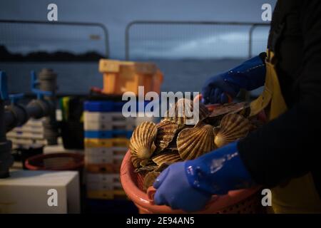 Personale di Loch Fyne Seafarms, smistamento di capesante, aragoste e lagostine, per la spedizione a clienti nel Regno Unito, in Europa e in Asia, a Tarbert, Argyllshire, Scozia, Regno Unito, 11 dicembre 2020. Il proprietario Jamie McMillan teme che la Brexit possa causare indicibili difficoltà e complicazioni per le sue attività di esportazione di prodotti vivi. Foto Stock