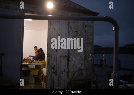 Personale di Loch Fyne Seafarms, smistamento di capesante, aragoste e lagostine, per la spedizione a clienti nel Regno Unito, in Europa e in Asia, a Tarbert, Argyllshire, Scozia, Regno Unito, 11 dicembre 2020. Il proprietario Jamie McMillan teme che la Brexit possa causare indicibili difficoltà e complicazioni per le sue attività di esportazione di prodotti vivi. Foto Stock