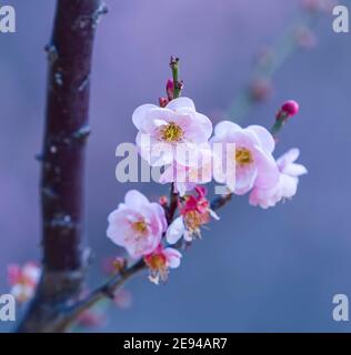 sangue di prugna rosa in giardino Foto Stock