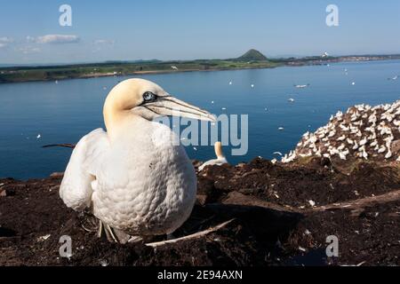 Gannet (Morus bassanus) su Nest, Firth of Forth, Scozia, Regno Unito Foto Stock