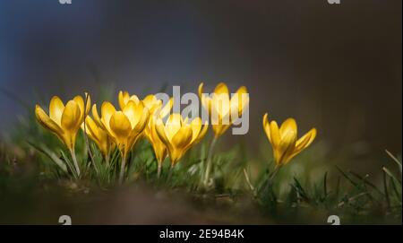 Primo piano di fiori di Crocus che si illuminano dalla luce del sole. Foto Stock