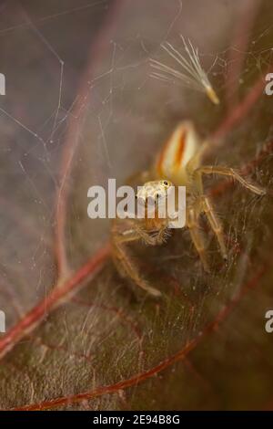 Messa a fuoco selettiva immagine macro di un ragno su cui è seduto una foglia marrone Foto Stock